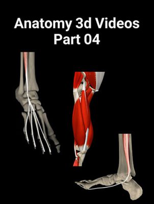anatomy 3d videos part 03