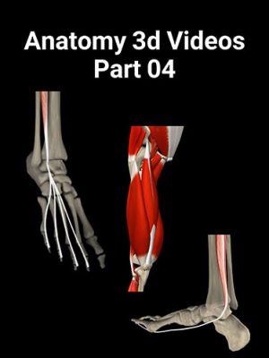 آناتومی عضلات پائین تنه «سه بُعدی» (کلیپ)