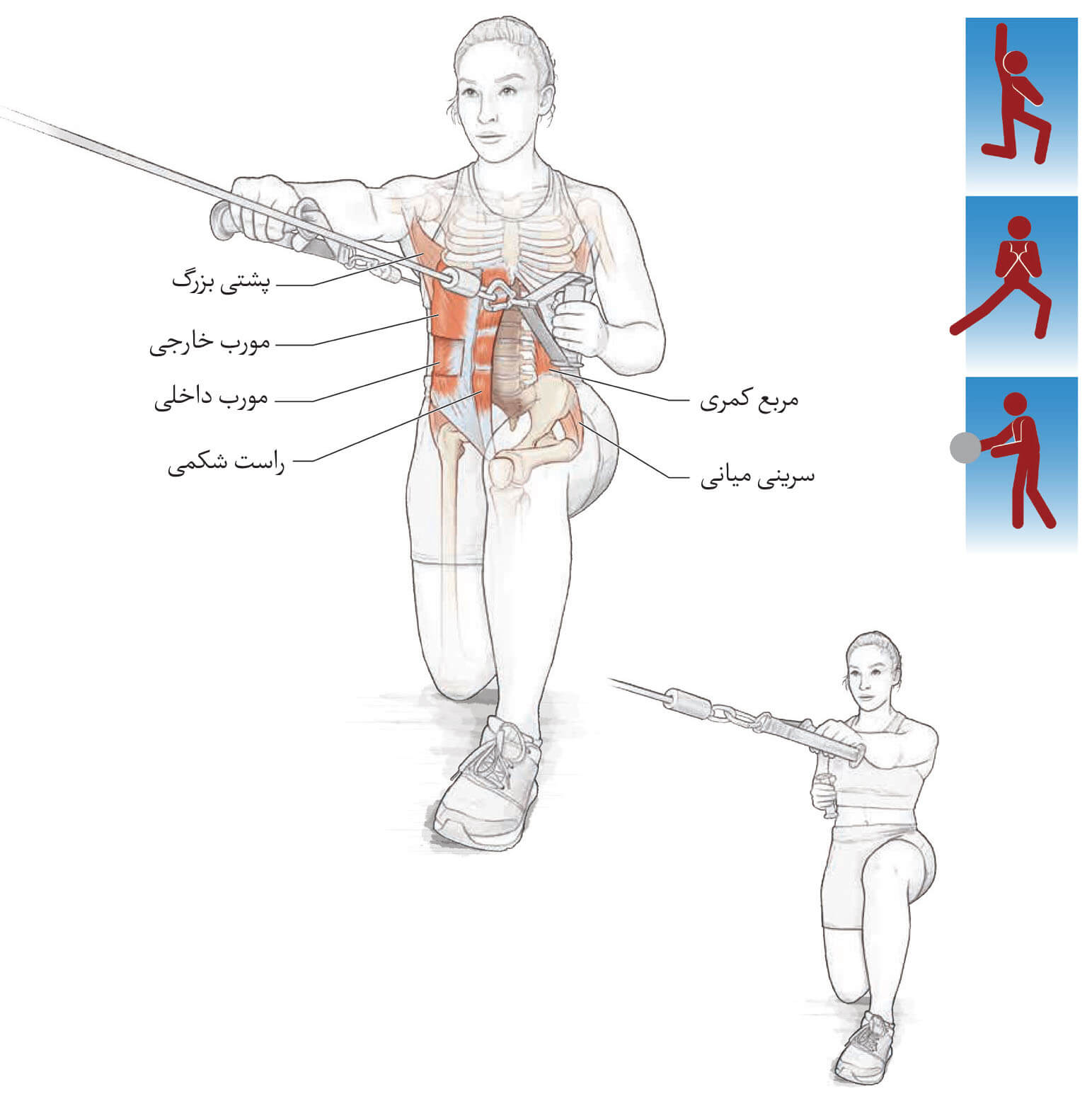تمرینات ضد عضلات مرکزی | تمرینات مرکزی